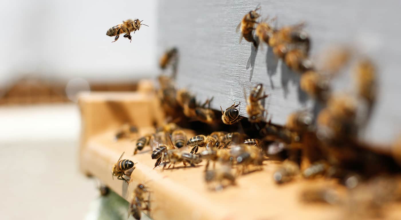 The surprising benefits of urban beekeeping for city environments